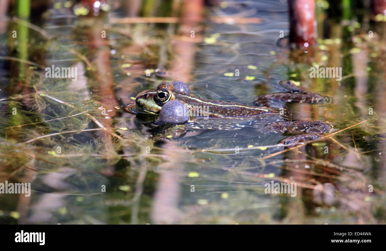 Frog swimming in the pond among plants and croaking so as to have two bubbles around its head Stock Photo