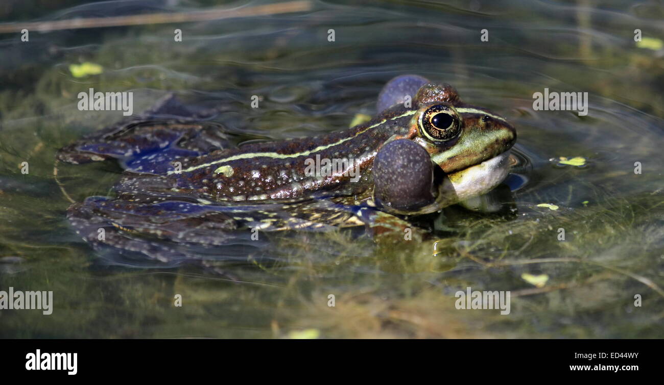 Frog swimming in the pond and croaking so as to have two bubbles around its head Stock Photo