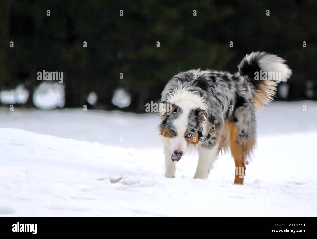 Male australian shepherd dog standing in the snow by winter day Stock Photo