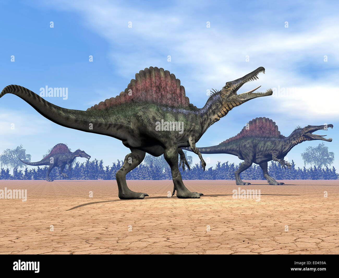Three spinosaurus dinosaurs walking in the desert by day Stock Photo
