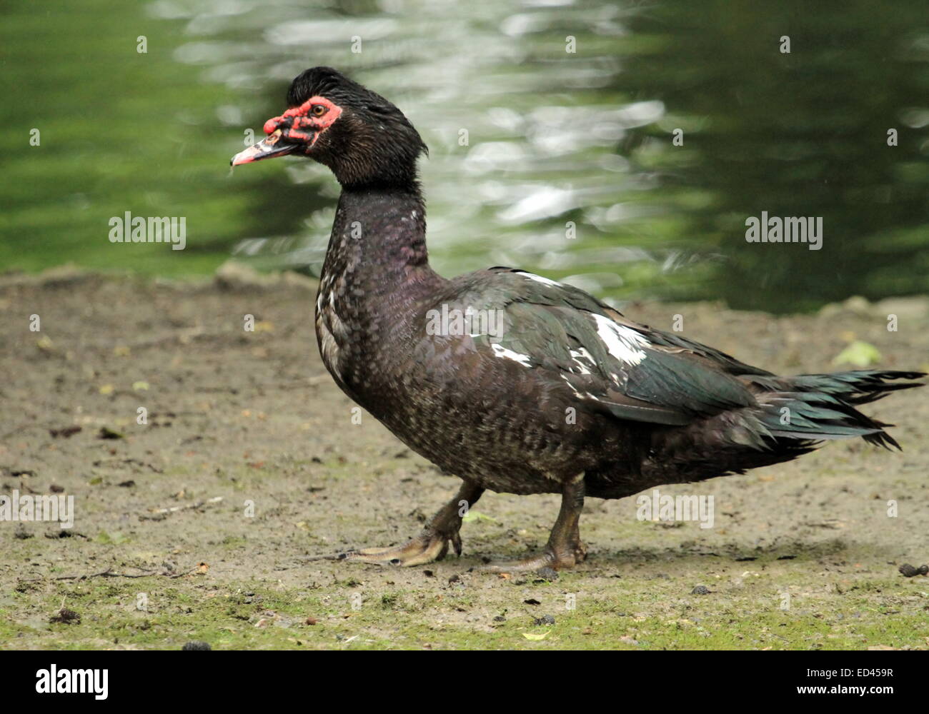 Black muscovy duck walking in the ground next to the kake Stock Photo