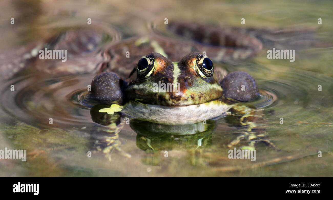Face of a frog swimming in the pond and croaking so as to have two bubbles around its head Stock Photo