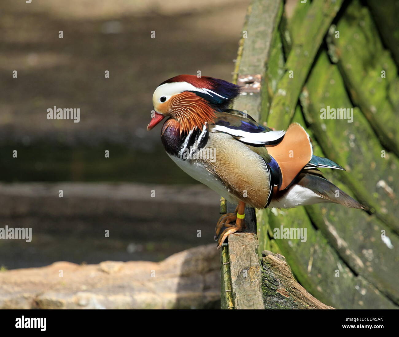Beautiful male mandarin duck standing on the side of a old wood boat ...