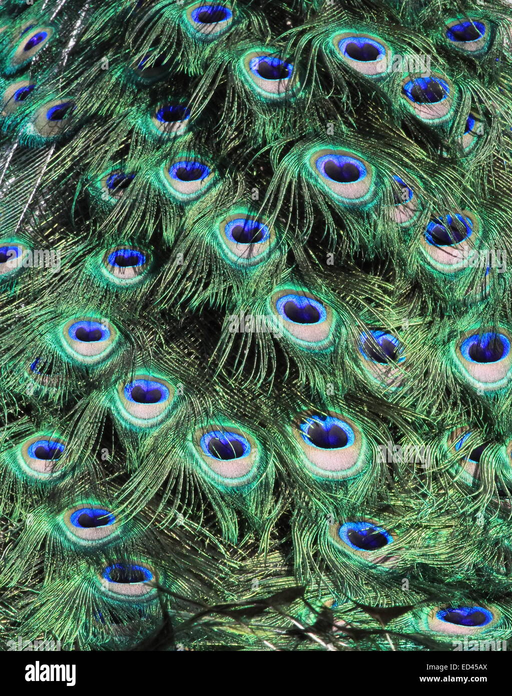 Brightly coloured feathers peacock's tail Stock Photo