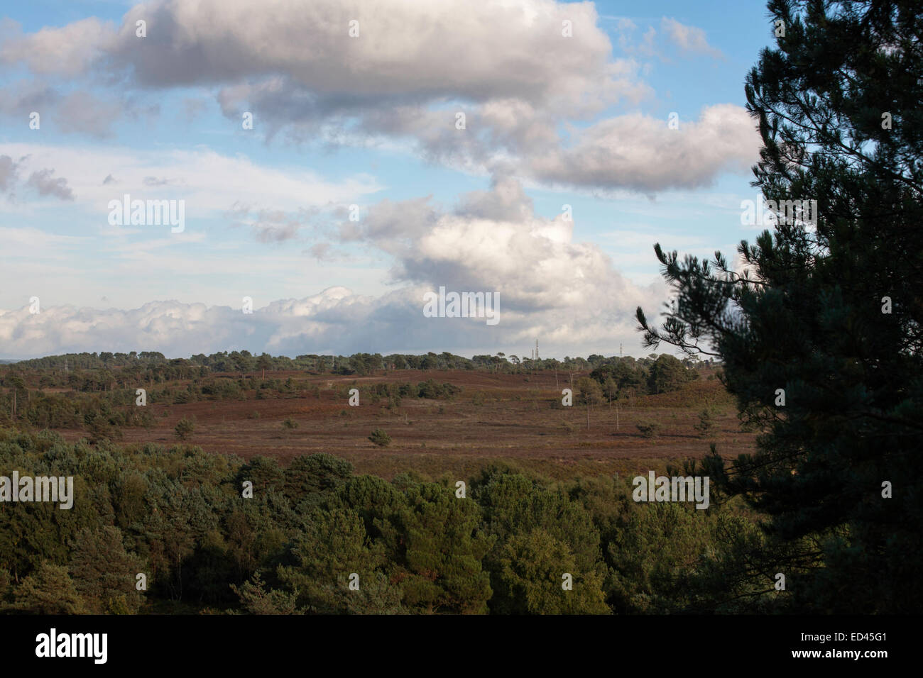 Scots Pine Wood Trees Canford Heath Poole Dorset England Stock Photo