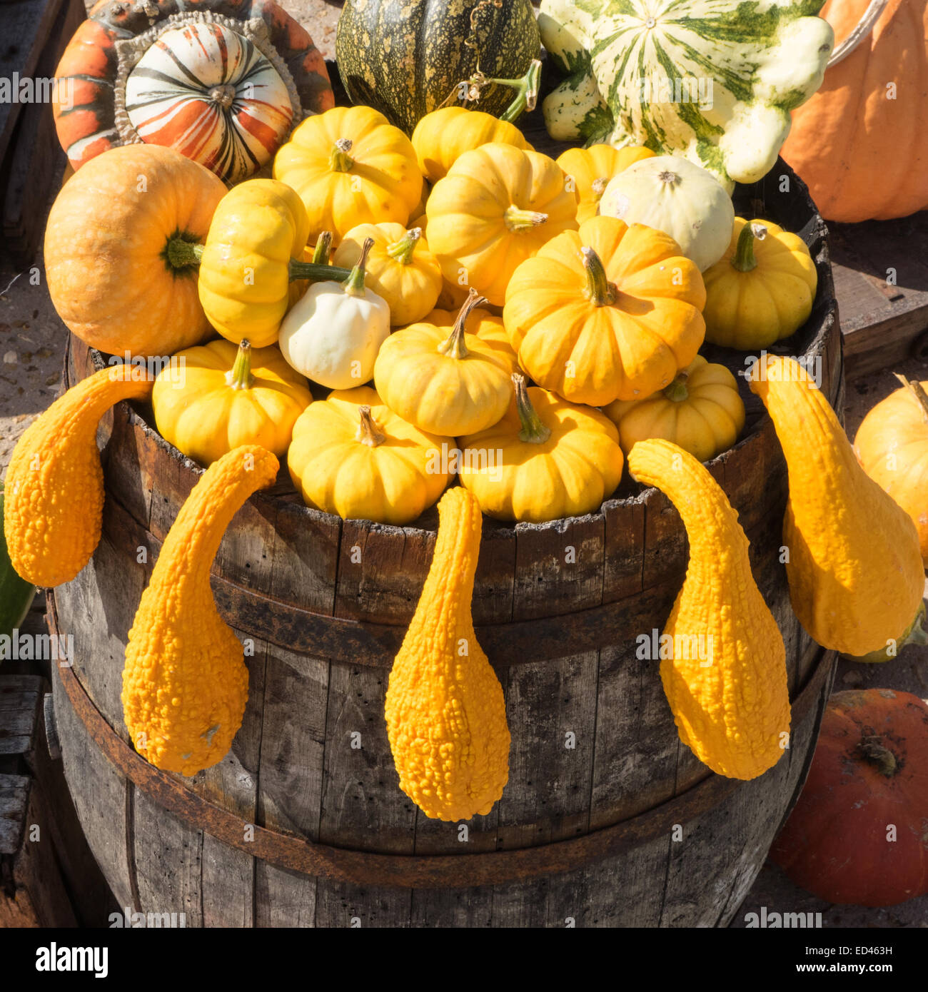 Yellow gourds and pumpkins displayed on a barrel Stock Photo Alamy