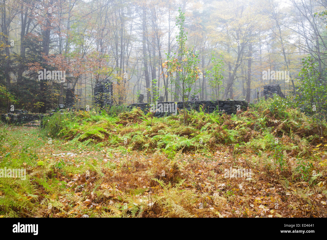 Madame Sherri’s castle ruins in Madame Sherri Forest of