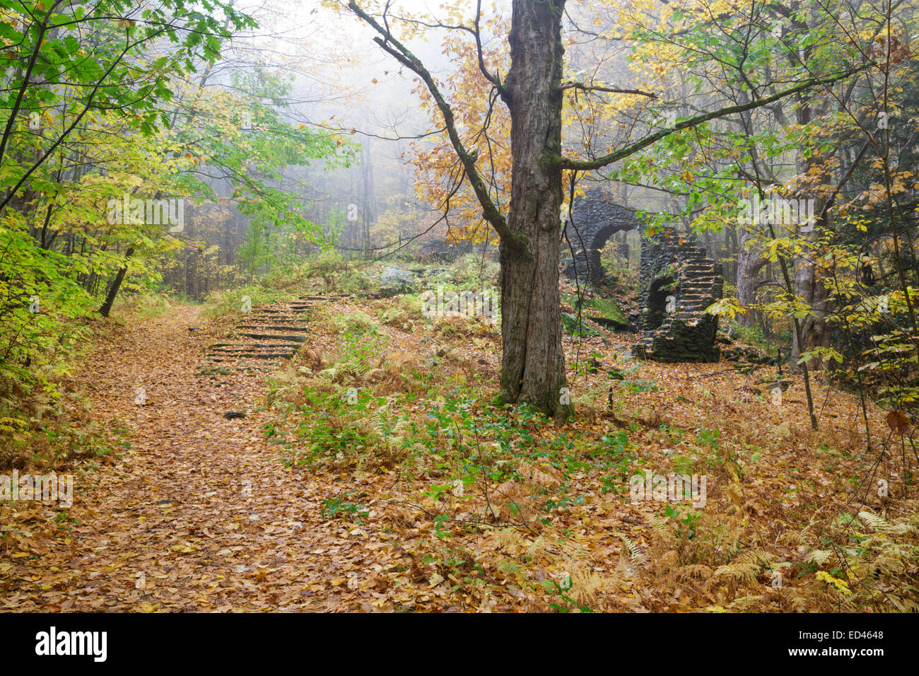 Madame Sherri’s castle ruins in Madame Sherri Forest of