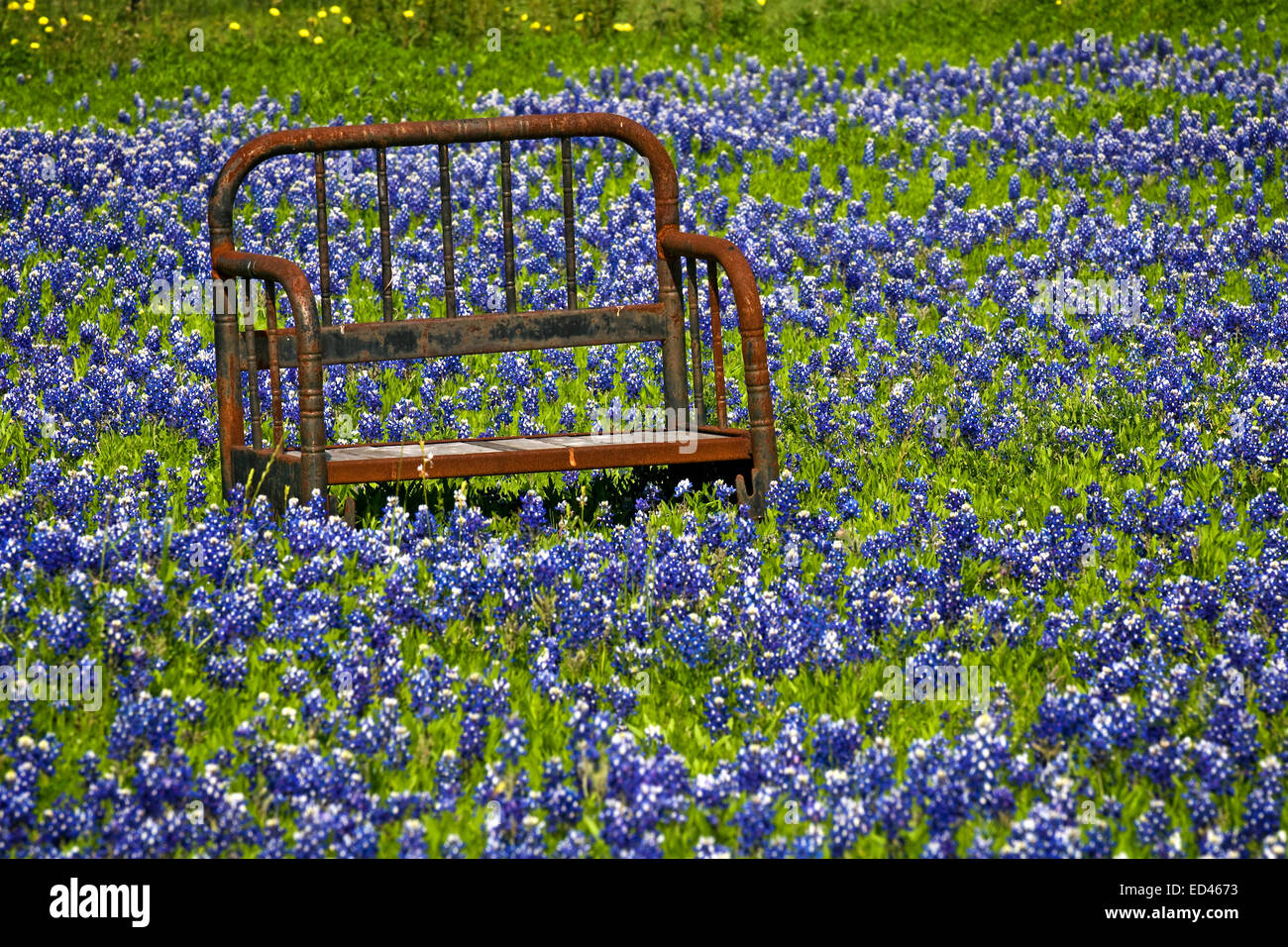 A rusted bench is surrounded by a field of bluebonnets in Texas Stock ...