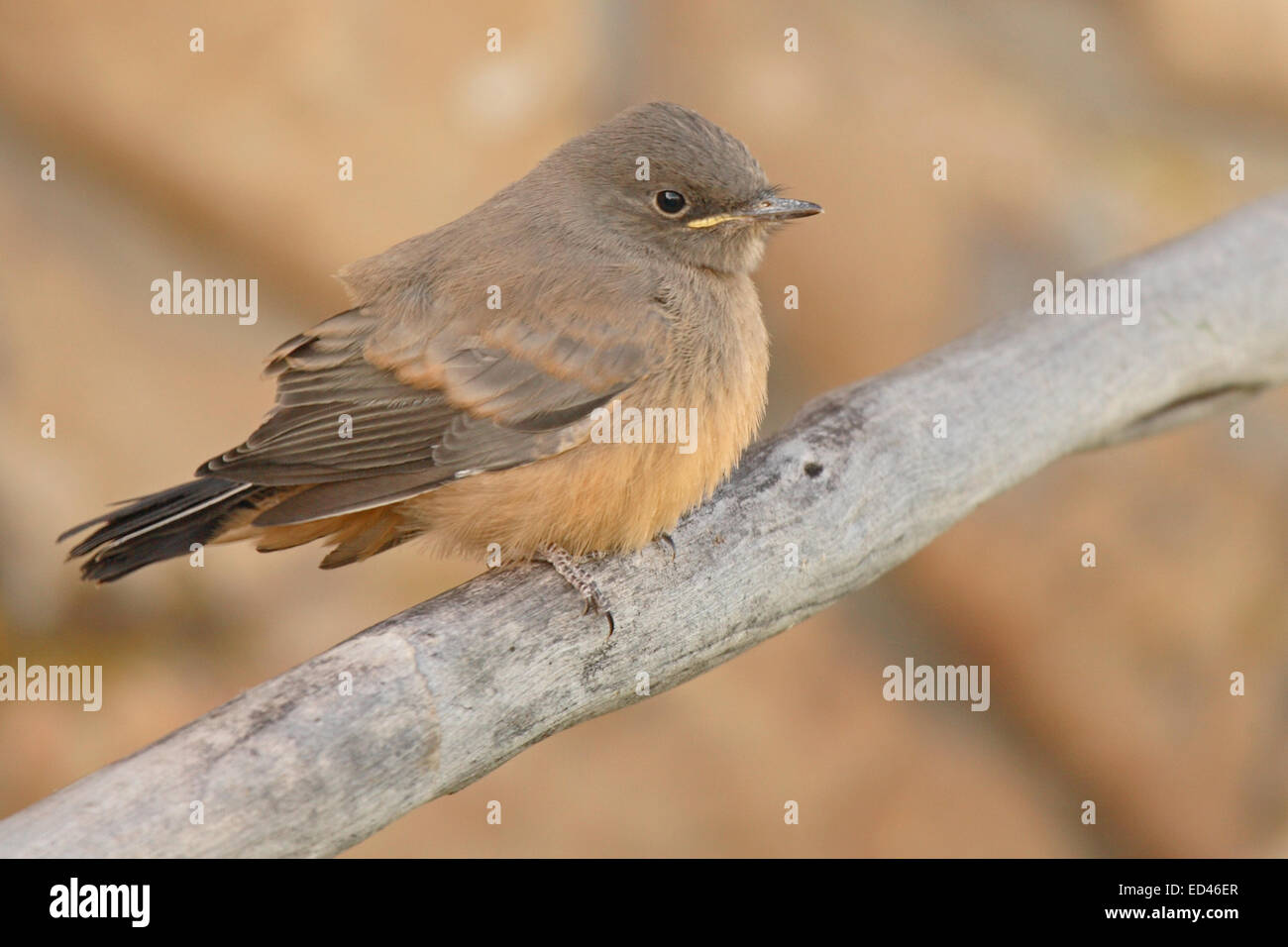 A portrait of a Say’s Phoebe fledgling Stock Photo - Alamy