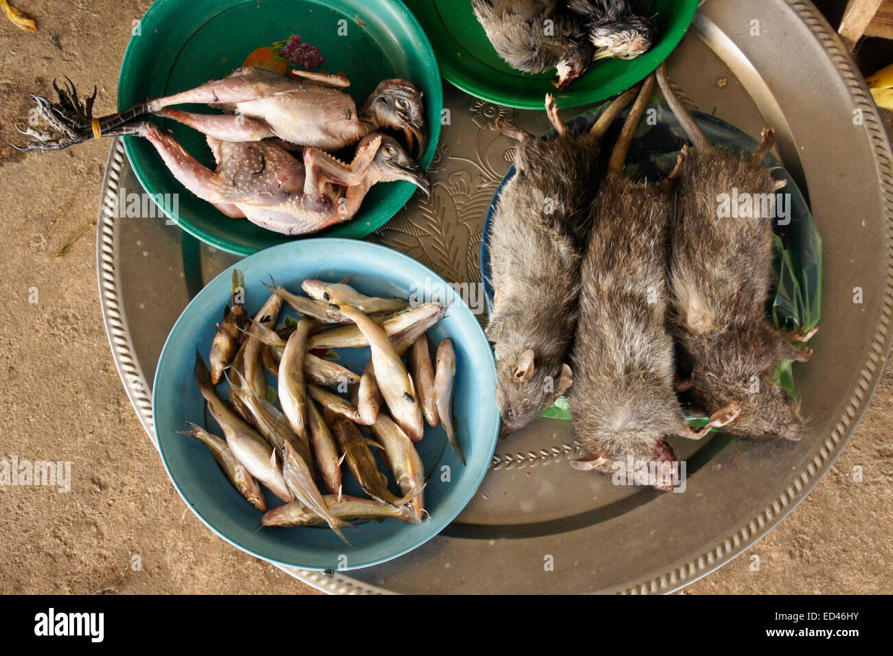 Wild birds and animals for sale in market, Laos Stock Photo