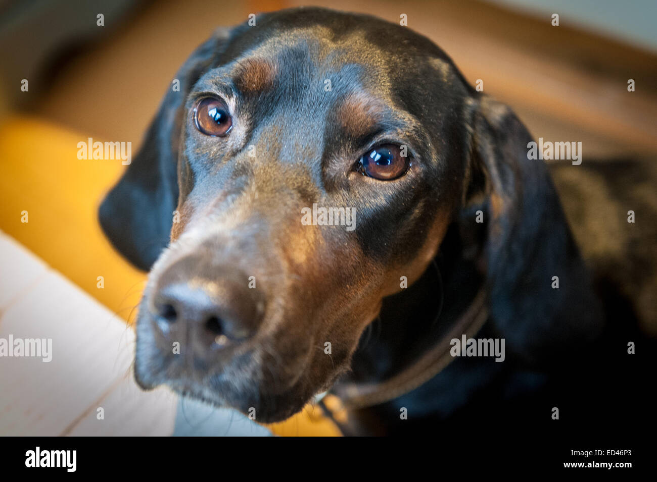 vizsla/cocker spaniel cross female Stock Photo Alamy