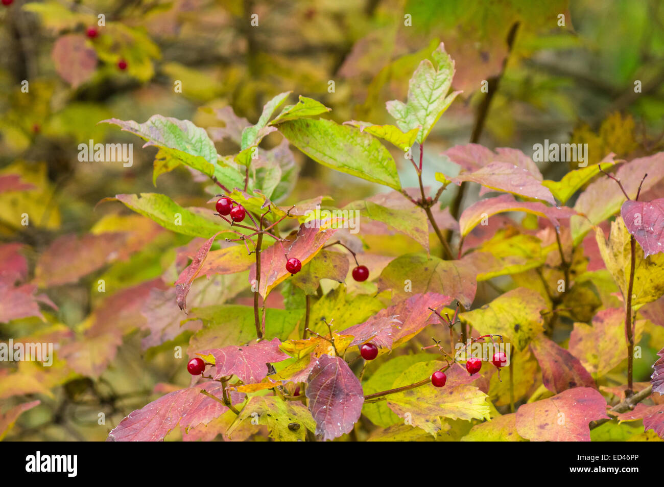 Guelder-rose leaves and fruits, Viburnum opulus Stock Photo