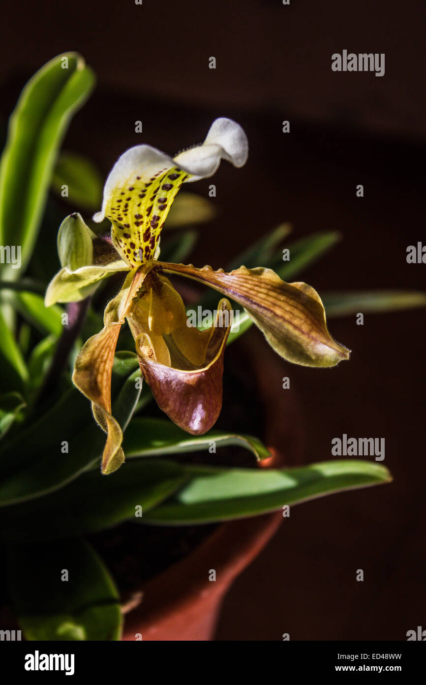 Lady slipper orchid, Paphiopedilum Stock Photo