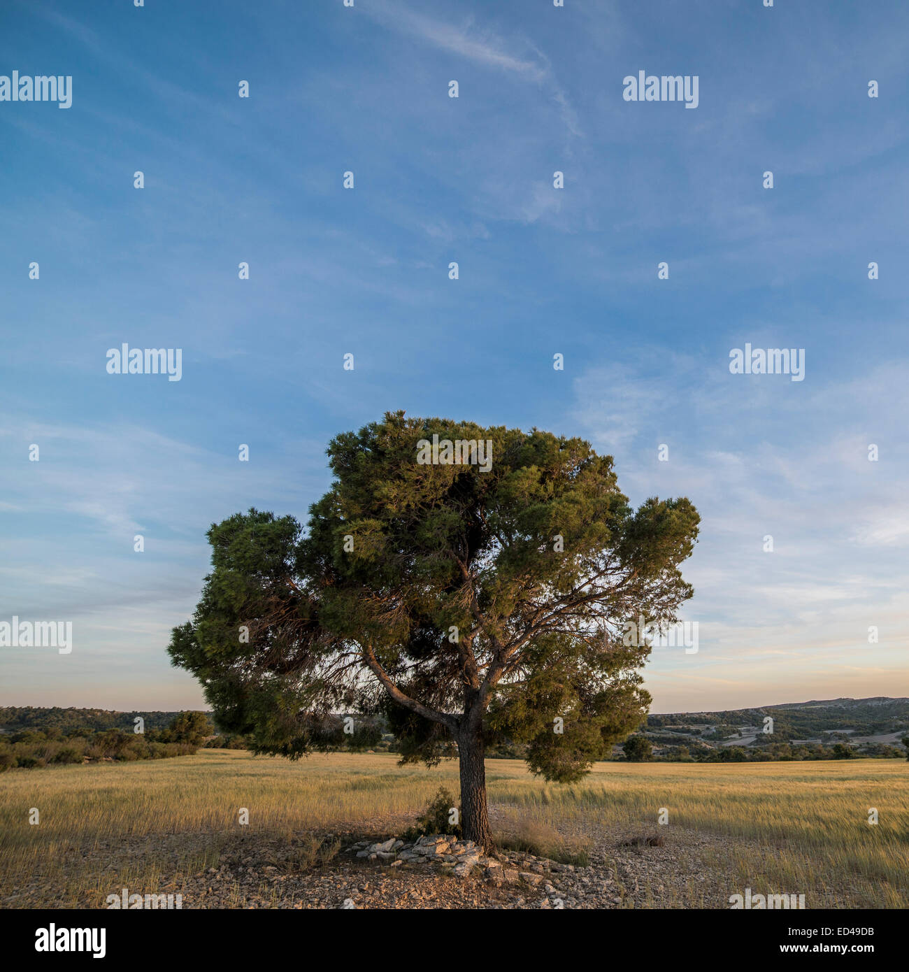 Isolated tree on wheat field. Monegros, Huesca, Aragón, Spain Stock Photo