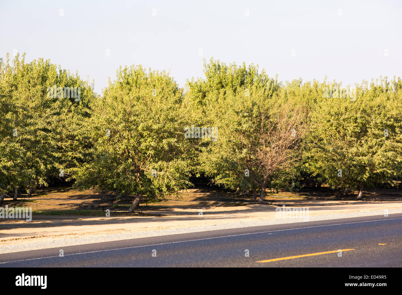 Almond groves in Wasco in the Central Valley of California that are