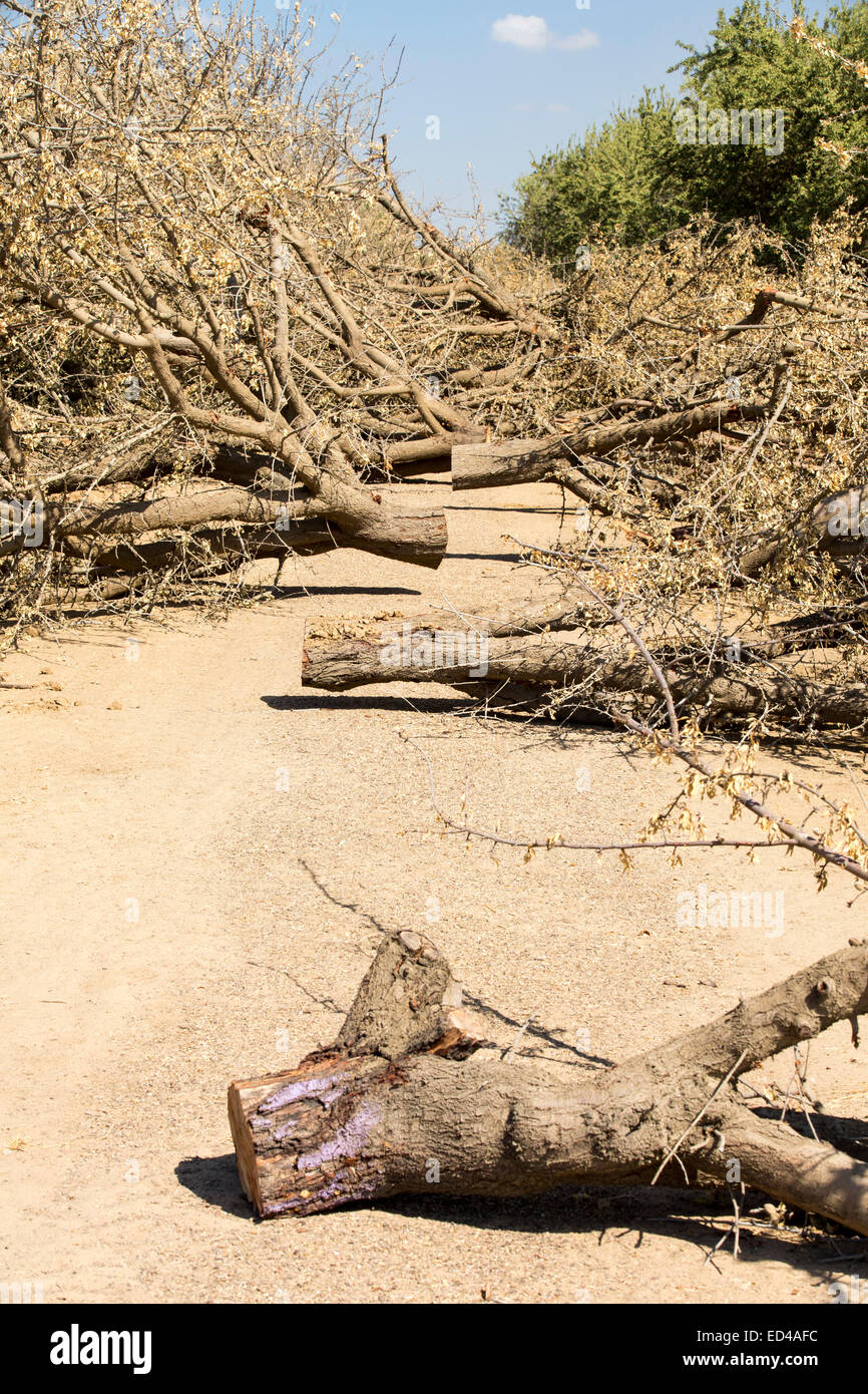 Almond Trees being taken out of production in California due to the