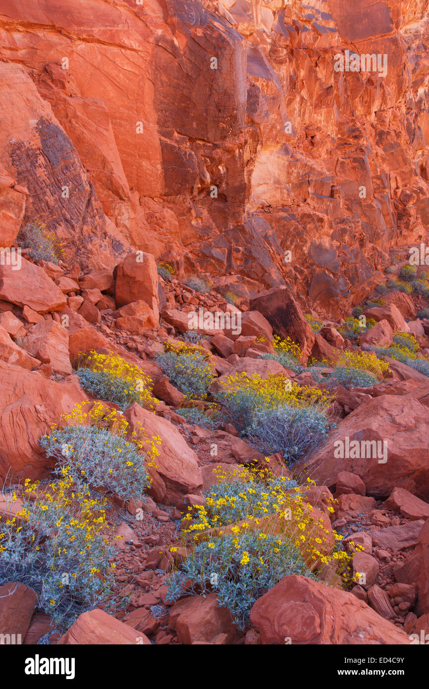 Pink flower blooming on desert cactus at Red Rock Canyon Las Vegas Nevada  Stock Photo - Alamy