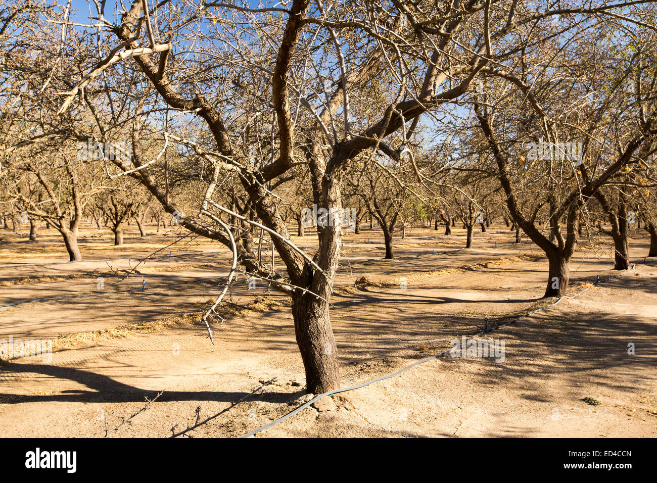 Dead and dying Almond trees in Almond groves in Wasco in the Central