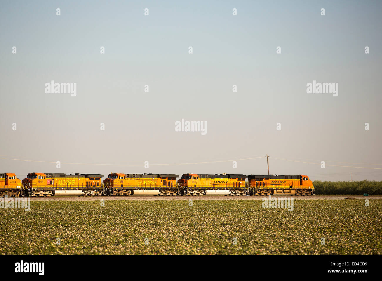 pass a cotton field in Wasco, Central Valley, California