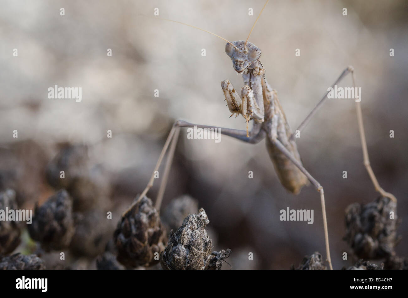 Rivetina baetica hires stock photography and images Alamy