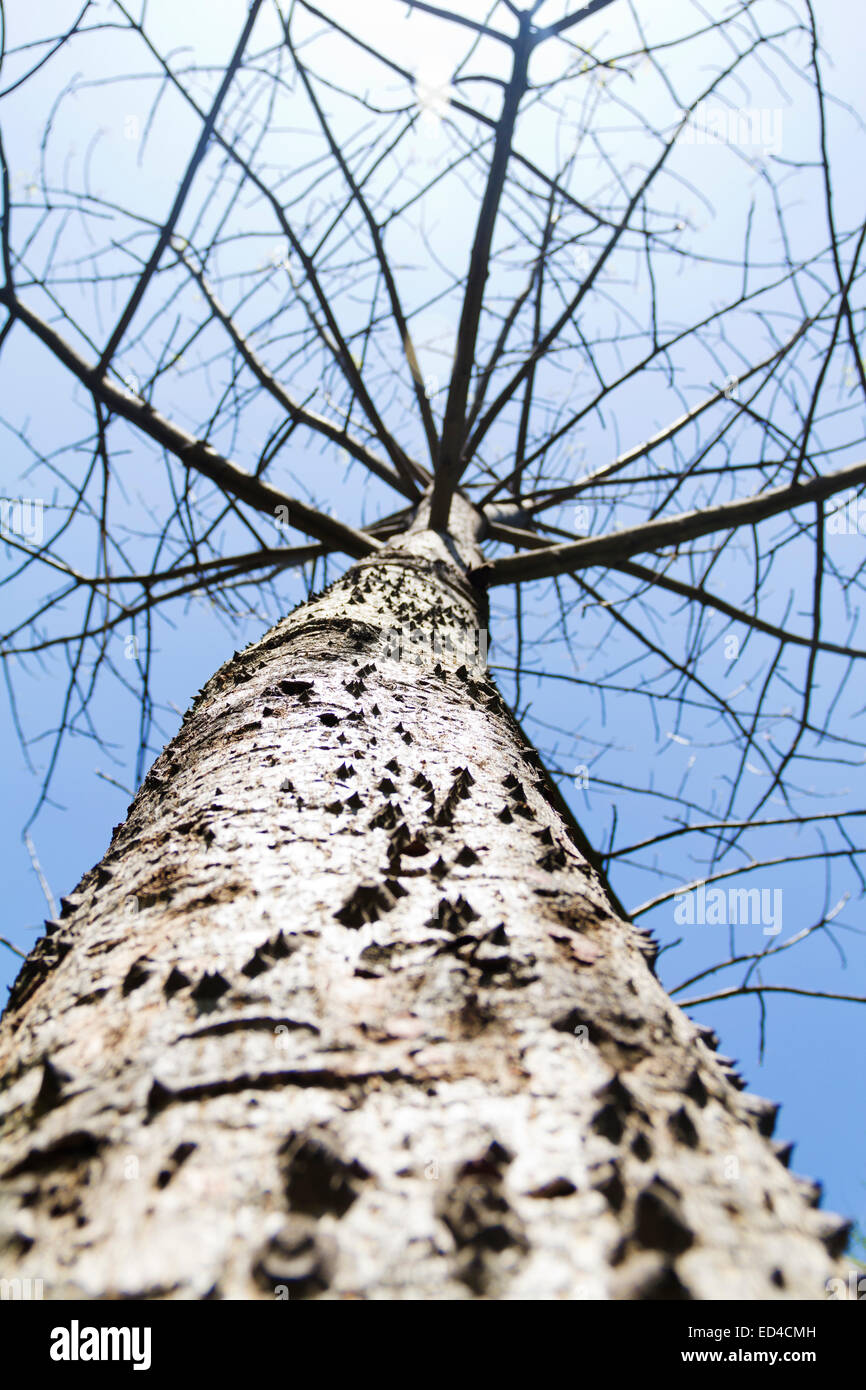 Baretree hi-res stock photography and images - Alamy