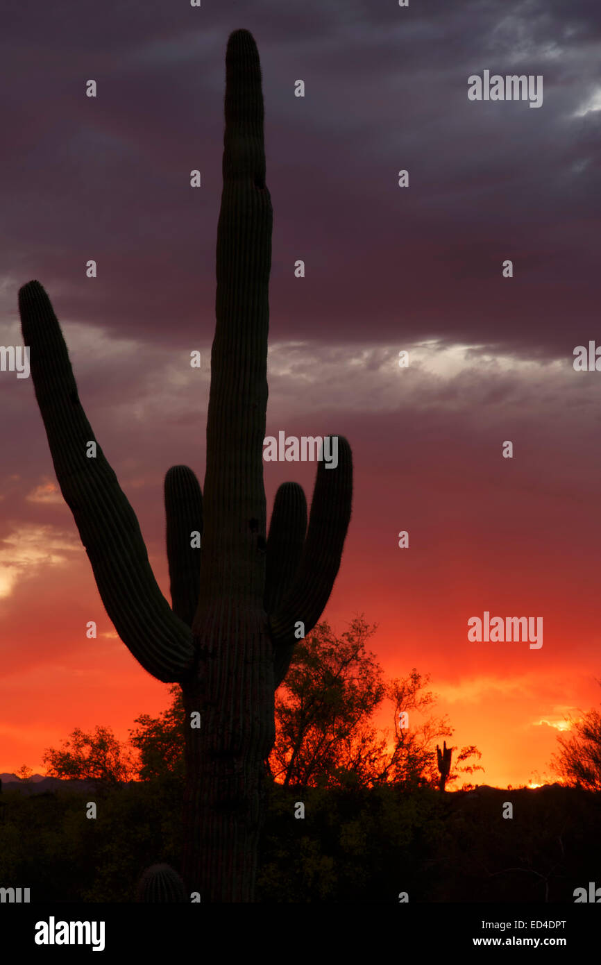 Saguaro cactus at sunset, Scottsdale, Arizona. Stock Photo