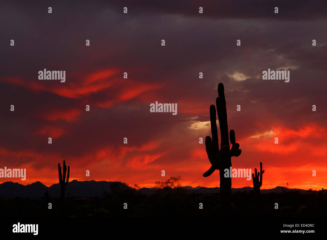 Saguaro cactus at sunset, Scottsdale, Arizona. Stock Photo