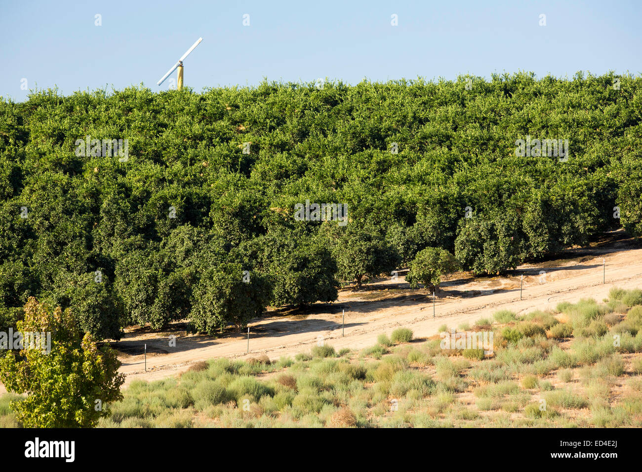 Orange trees near Bakersfield, California, USA. Following an