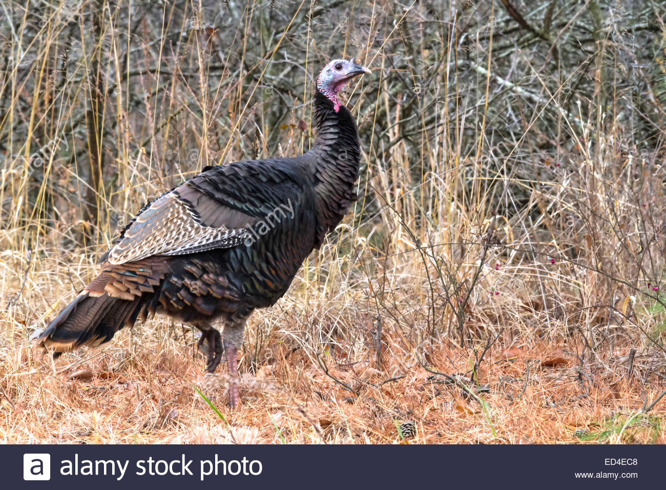 Oklahoma State Bird Stock Photos & Oklahoma State Bird Stock Images Alamy