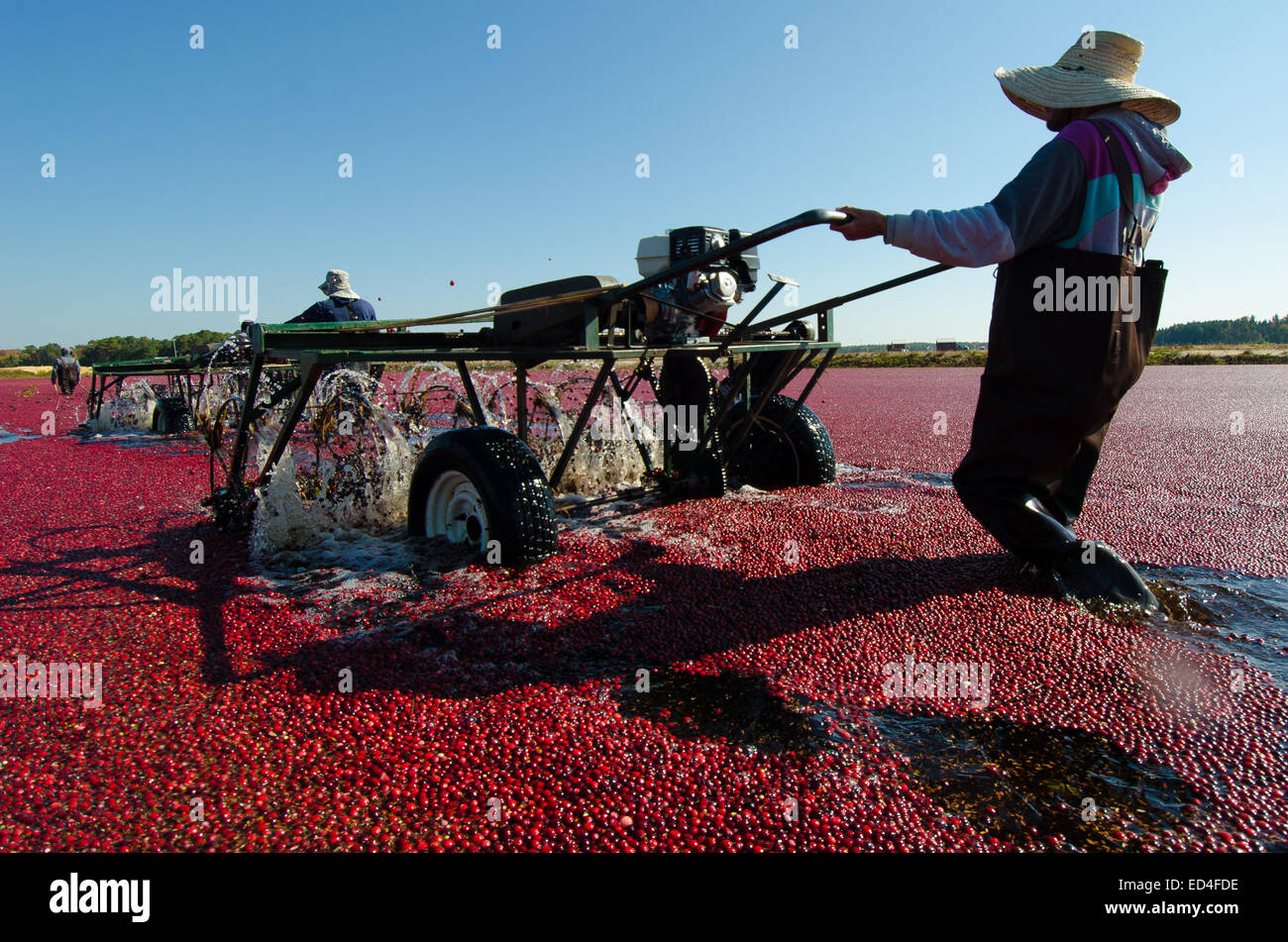Water reels or "egg beaters" remove the cranberries from their vines