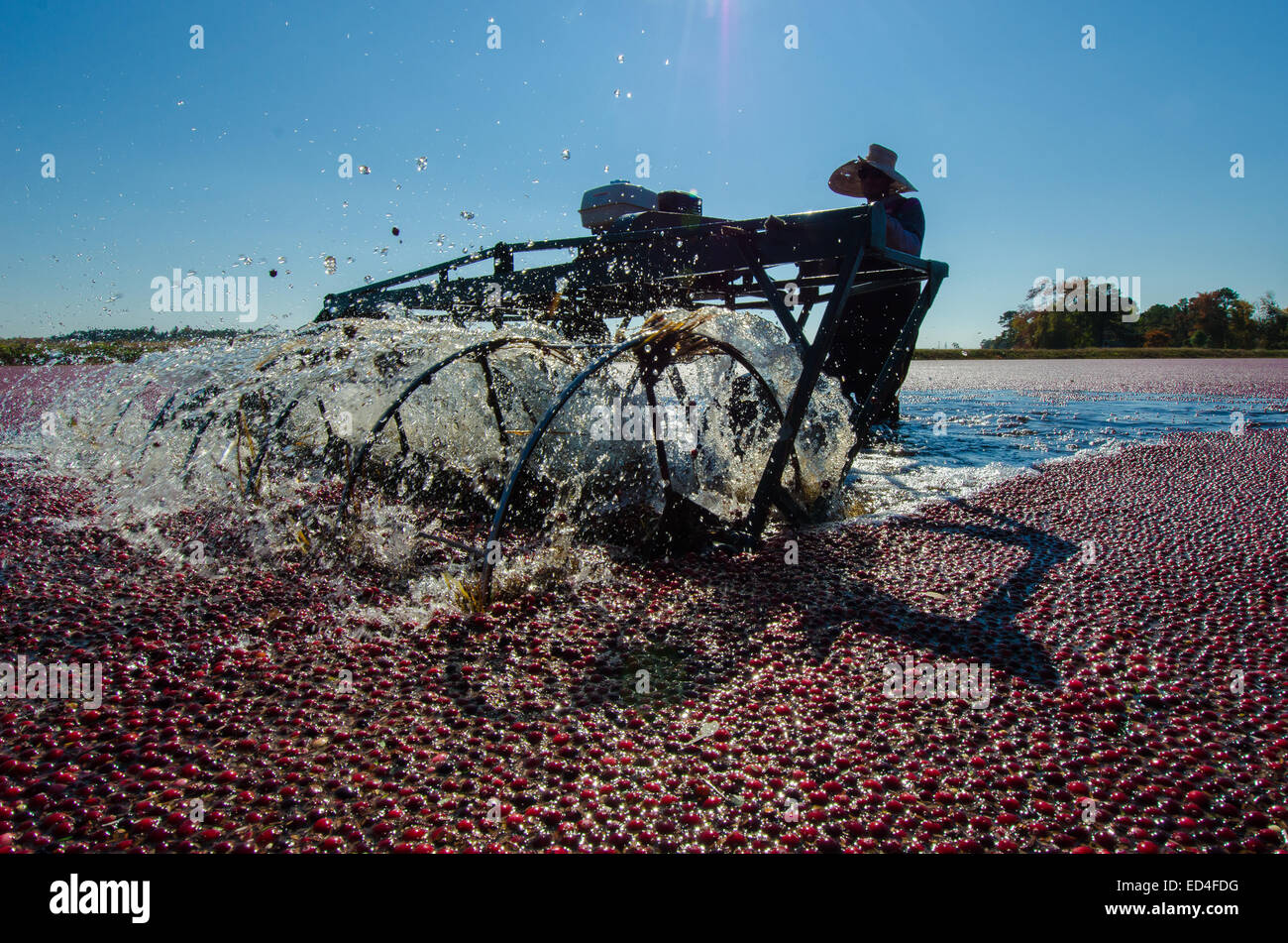 Water reels or 'egg beaters' remove the cranberries from their vines and allow for the water harvesting of the berries. Stock Photo