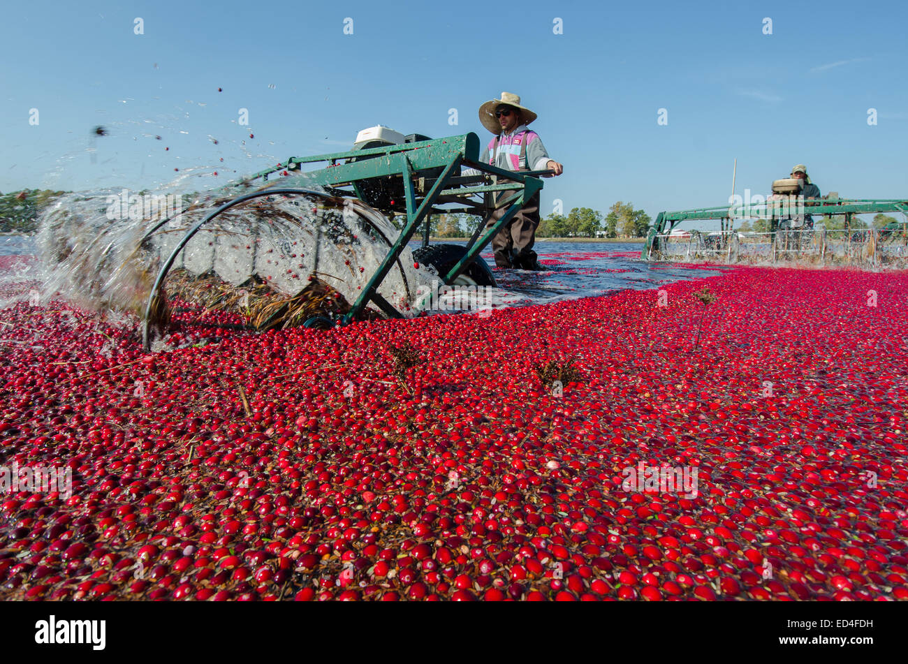 Water reels or "egg beaters" remove the cranberries from their vines and allow for the water