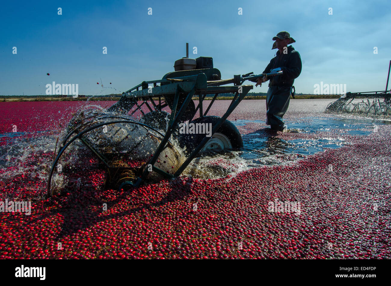 Water reels or 'egg beaters' remove the cranberries from their vines and allow for the water harvesting of the berries. Stock Photo