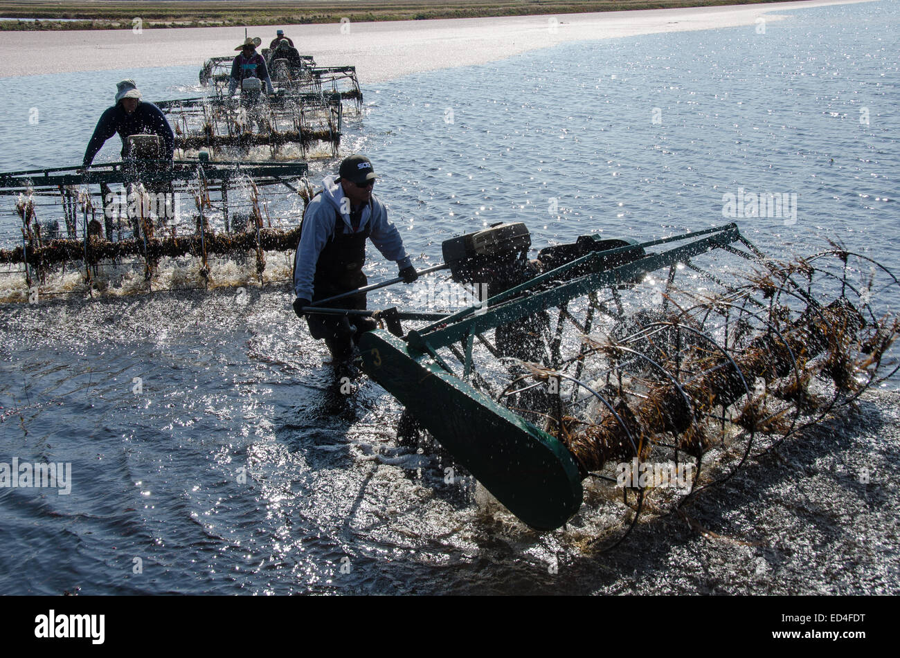 Water reels or "egg beaters" remove the cranberries from their vines