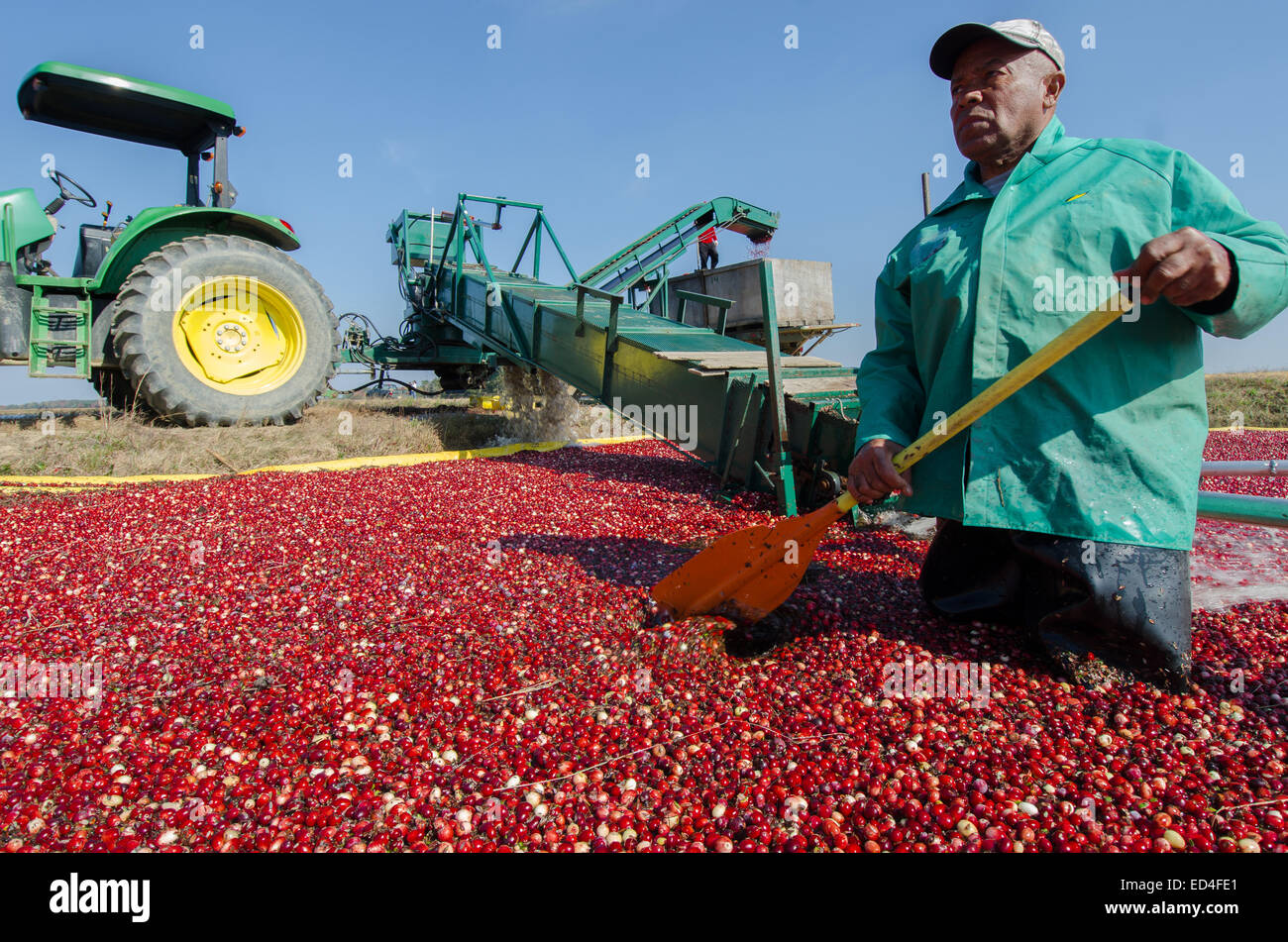 Cranberry bog harvest farming new jersey hires stock photography and