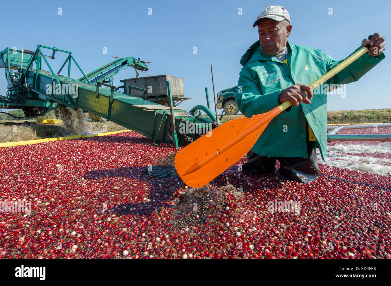 Wading in the bogs, laborers harvest cranberries by pushing the berries up a conveyor belt and into awaiting trucks. Stock Photo
