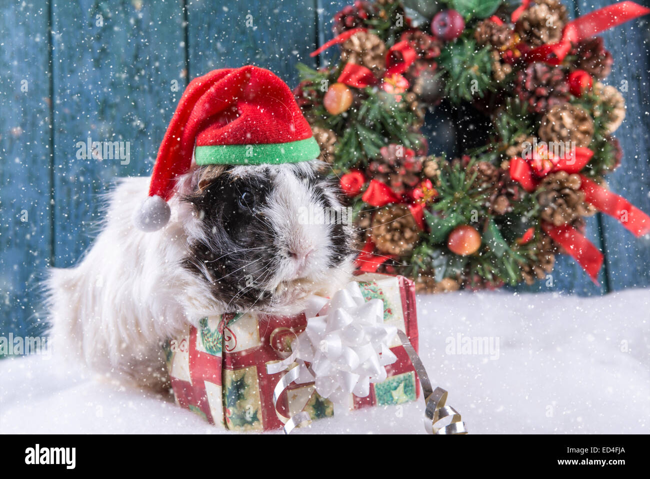 Guinea pig in the snow hires stock photography and images Alamy