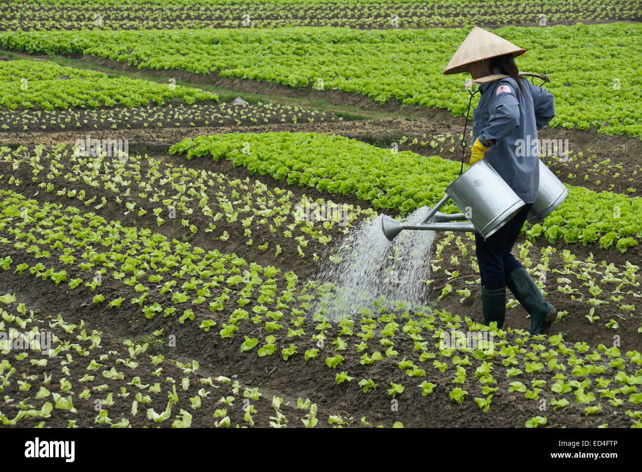 Woman farmer manually watering crops, Vietnam Stock Photo Alamy