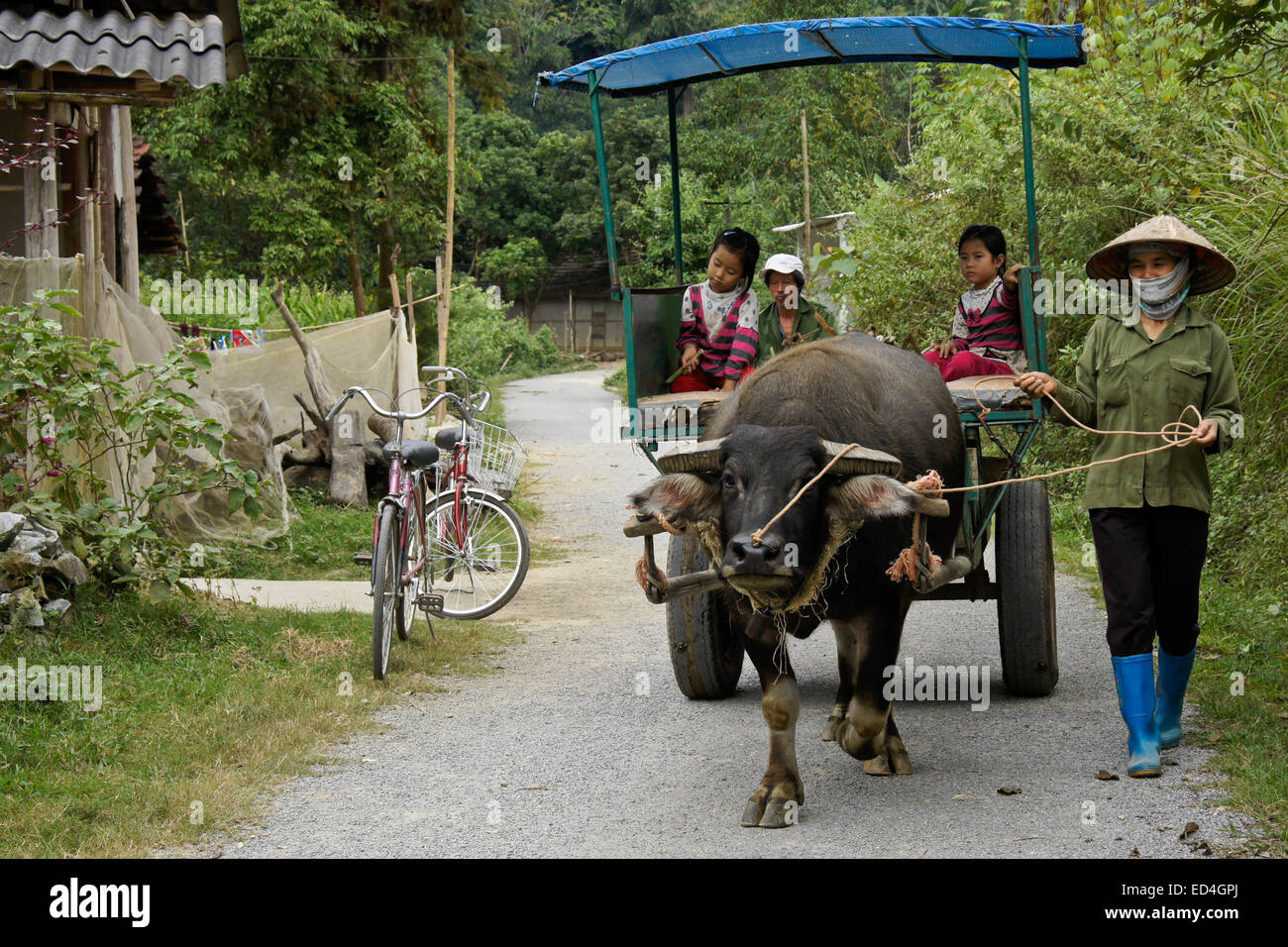 Tay minority family with water buffalo cart, Trung Do village, Sapa (Sa Pa), Vietnam Stock Photo