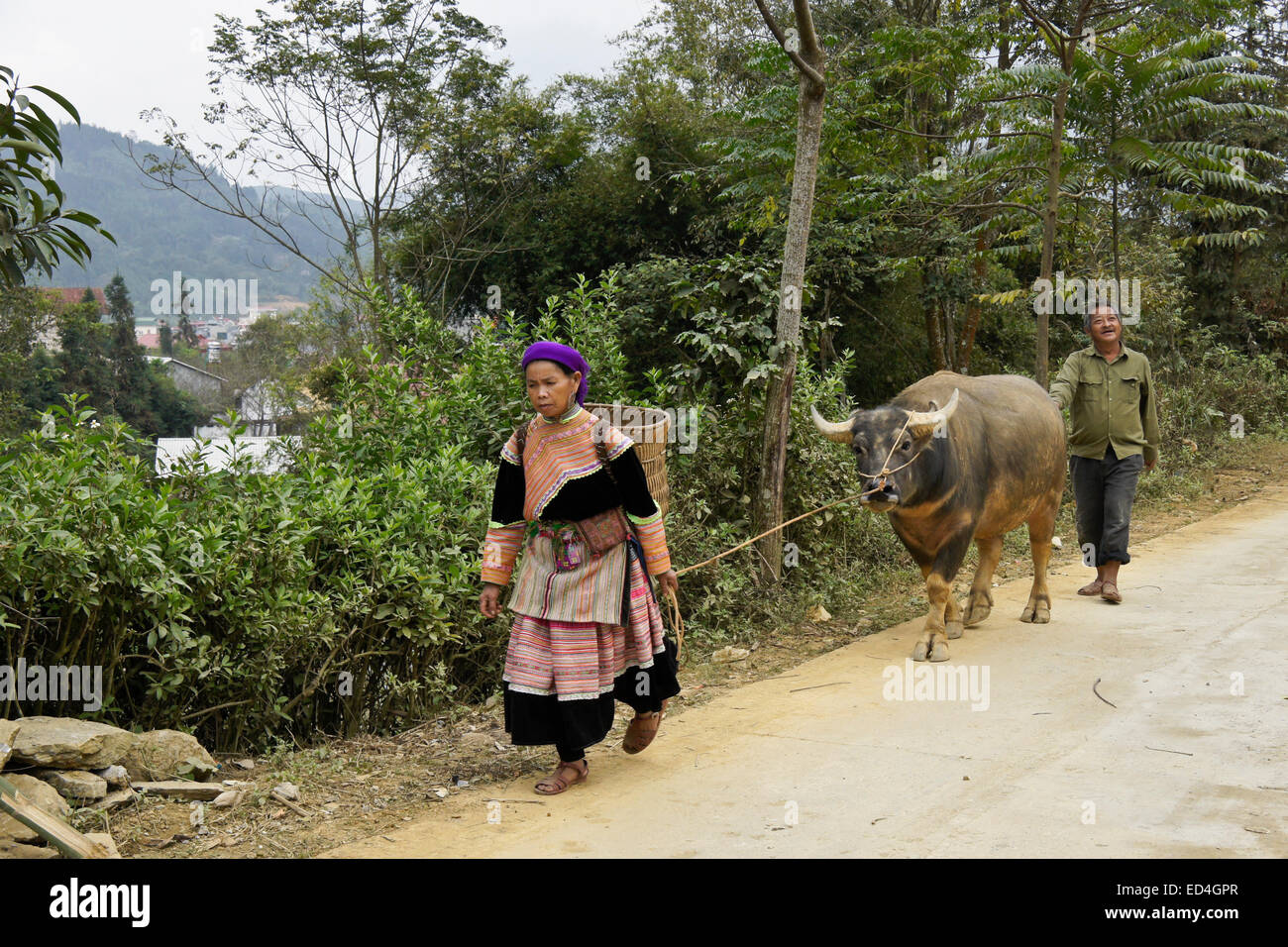 Flower Hmong couple with water buffalo, Bac Ha, Sapa (Sa Pa), Vietnam Stock Photo