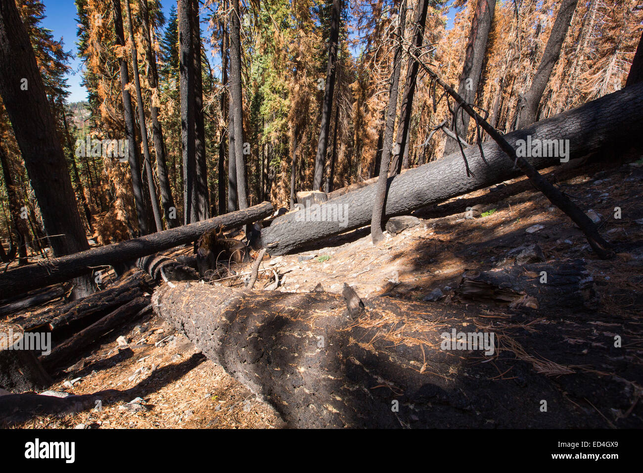 Wildfire damage in Yosemite National Park, California, USA. Most of California is in exceptional drought, the highest classification of drought, which has lead to an increasing number of wild fires. Stock Photo