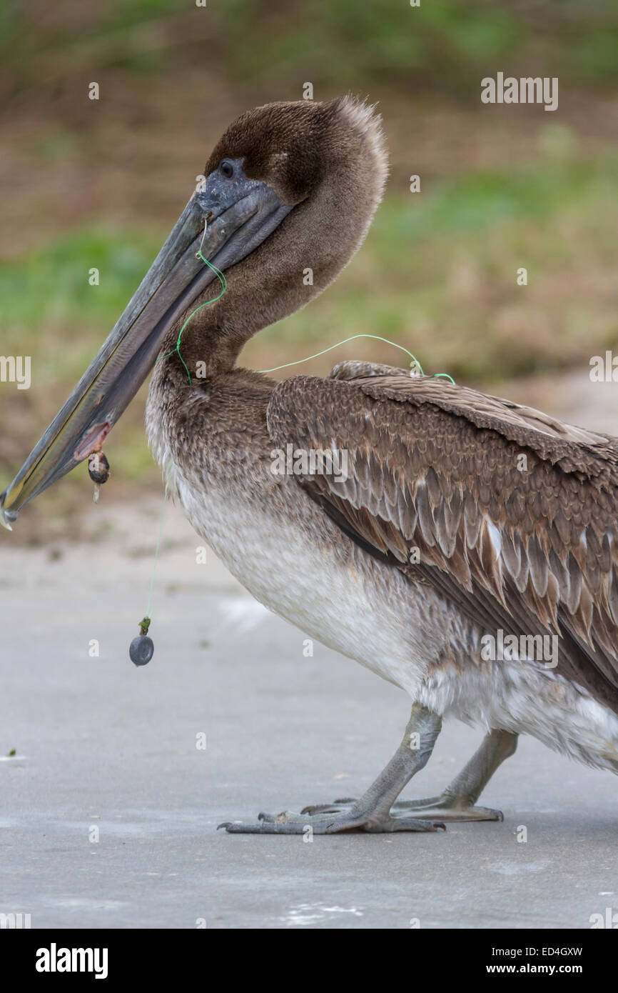 Injured juvenile Brown Pelican, with fishing hook and line in bird's bill. At Sea Wolf Park on Pelican Island in Galveston. Stock Photo