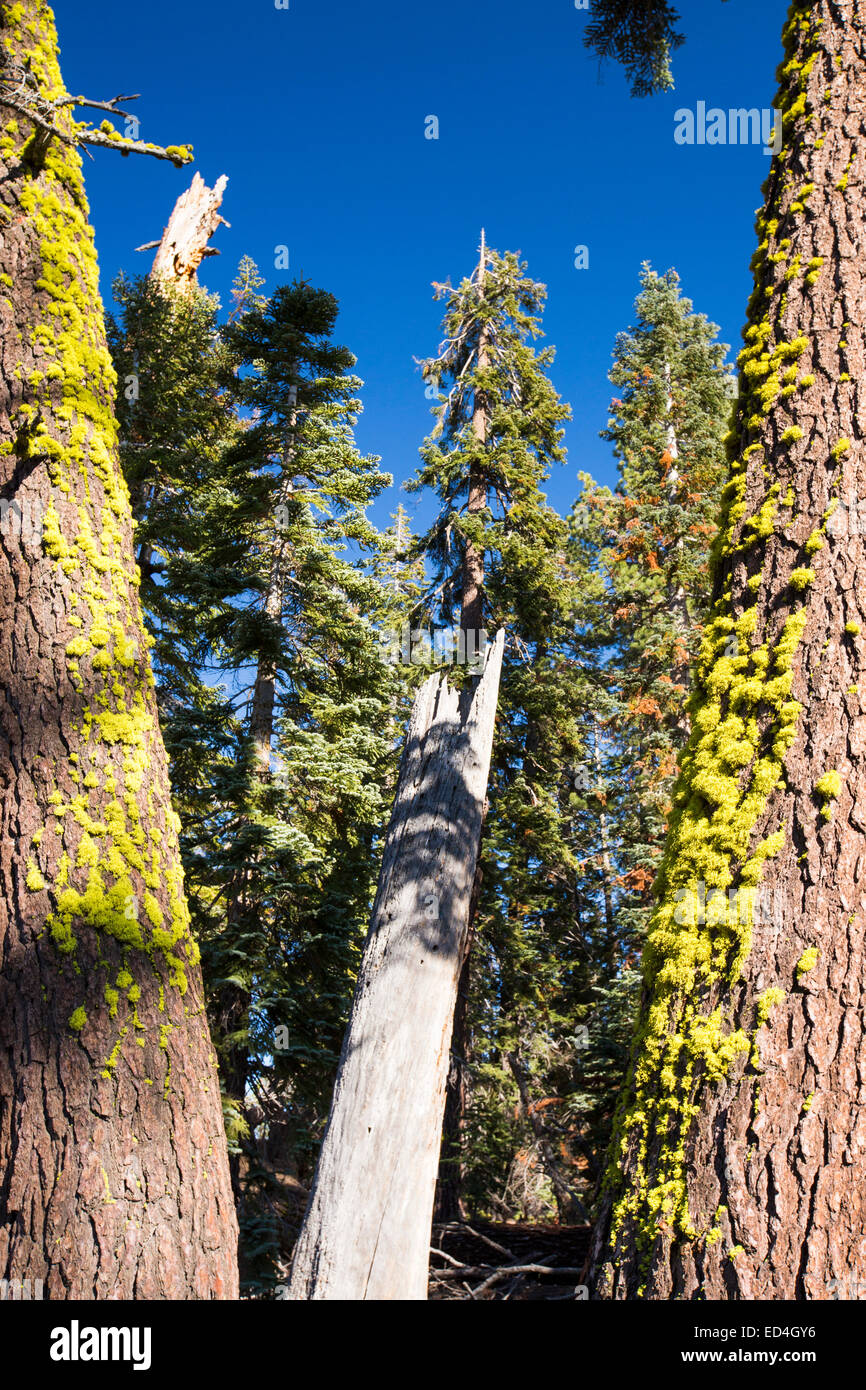Letharia, or Wolf Lichen grwoing on a tree in Yosemite National Park, California, USA. Stock Photo
