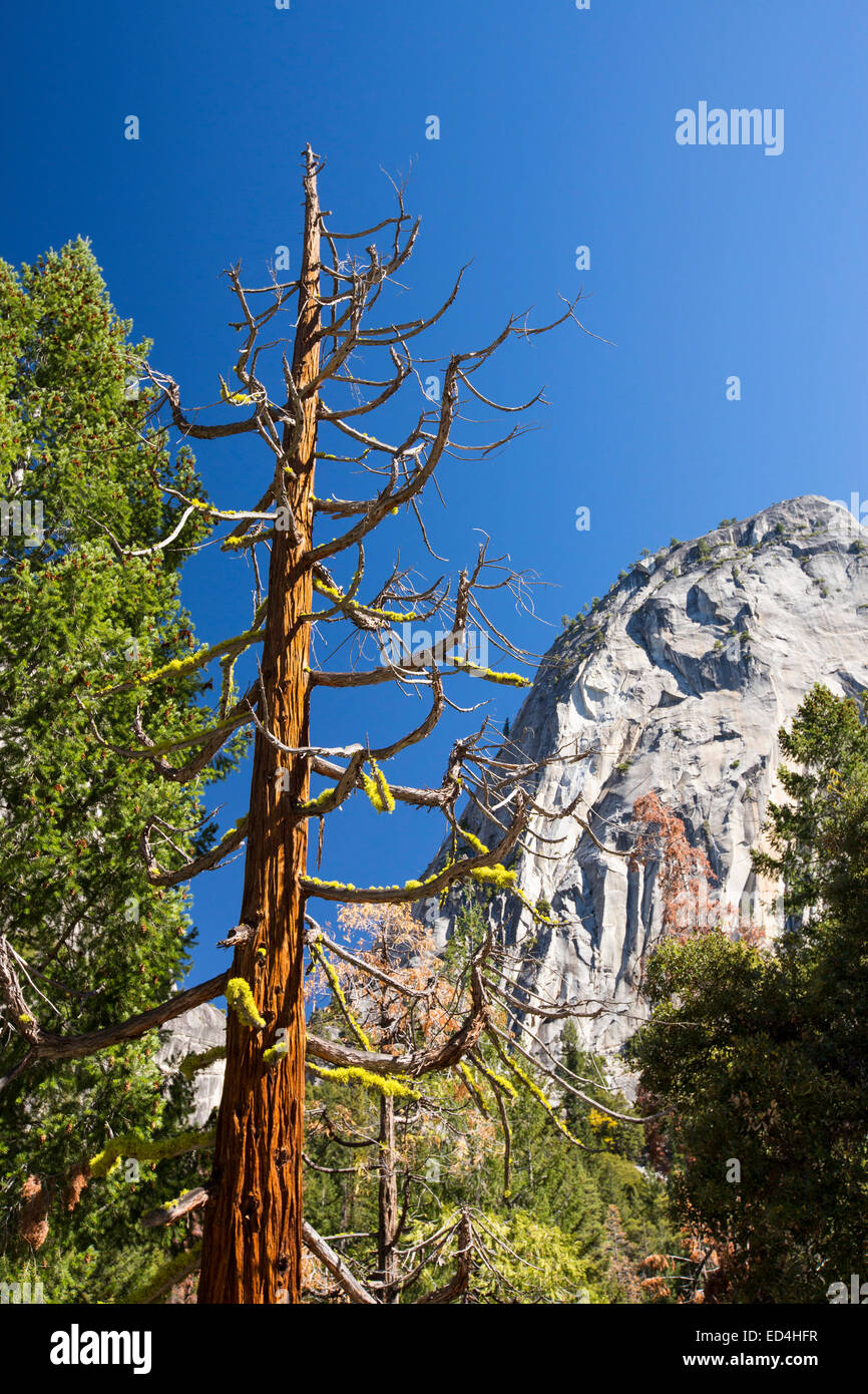 A dead tree above the Nevada Fall in the Little Yosemite Valley