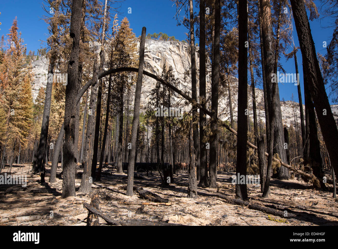 A forest fire destroys an area of forest in the Little Yosemite Valley in the Yosemite National Park, California, USA. Following four years of unprecedented drought, wildfires are becoming increasingly common. This fire was started by a lightening strike. Stock Photo