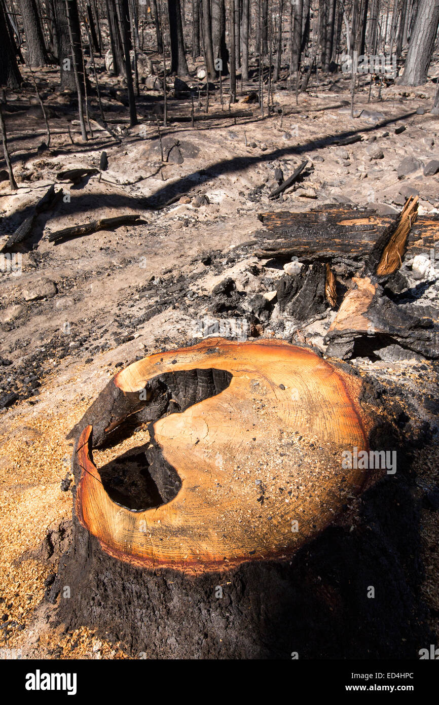 A forest fire destroys an area of forest in the Little Yosemite Valley in the Yosemite National Park, California, USA. Following four years of unprecedented drought, wildfires are becoming increasingly common. This fire was started by a lightening strike. This heart shaped tree stump seems to signify the heart that has been ripped out of the forest. Stock Photo