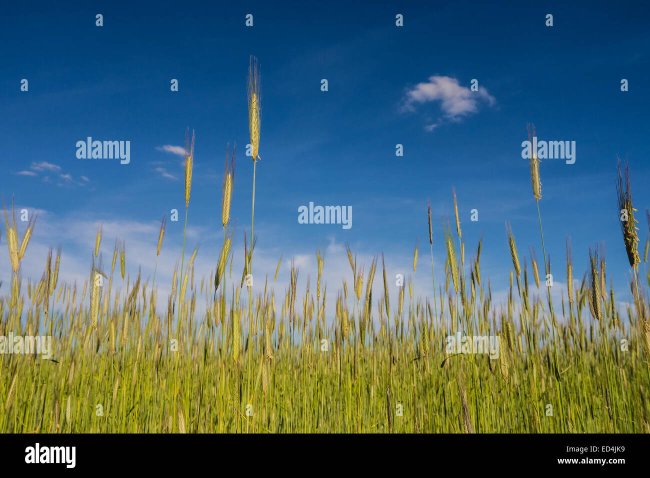 barley field and blue sky in early summer Stock Photo