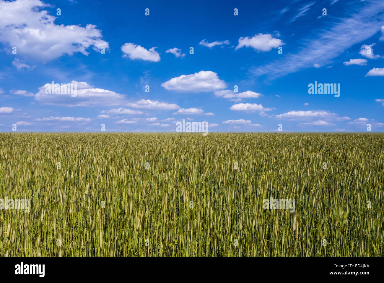 barley field and blue cloudy sky in early summer Stock Photo