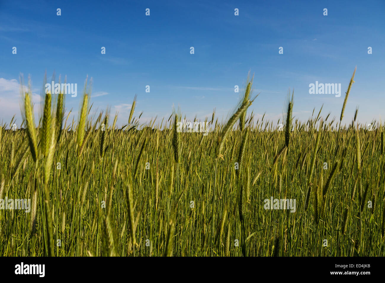 green barley field and blue sky in early summer Stock Photo